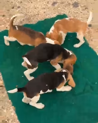 Ultimo Cucciolo di Beagle con pedigree