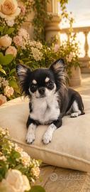 Chihuahua toy femmina pedigree