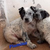 3 cuccioli