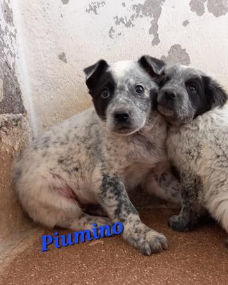3 cuccioli