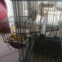 Canarini gialli novelli