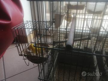 Canarini gialli novelli