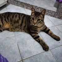 Leone gattino 5 mesi