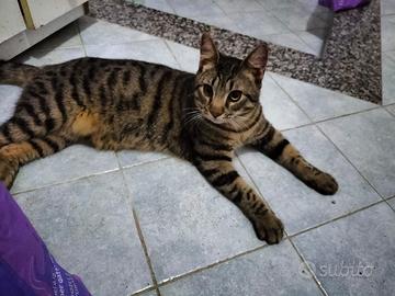 Leone gattino 5 mesi