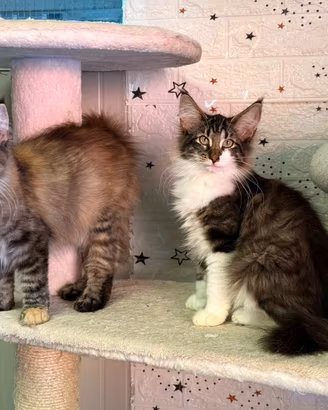 Norvegesi delle foreste cuccioli