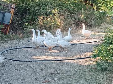 oche romagnole e pezzata veneta