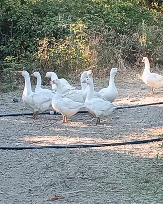 oche romagnole e pezzata veneta
