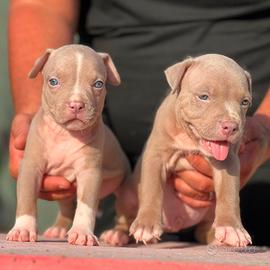 American pitbull terrier