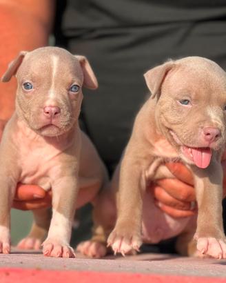 American pitbull terrier