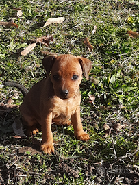 Pinscher nano