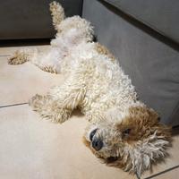 Disponibile per monta