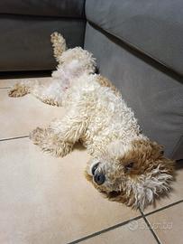 Disponibile per monta