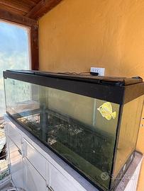 Tartarughe acquatiche