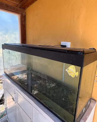 Tartarughe acquatiche