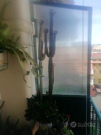 piante grasse 