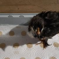 Cocincina nani e marans