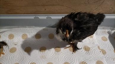 Cocincina nani e marans