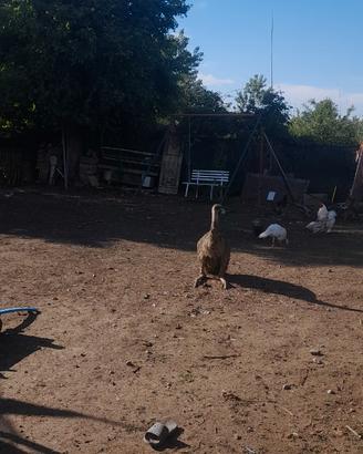 Coppia emu