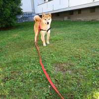 Shiba Inu per riproduzione - no vendita