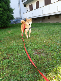 Shiba Inu per riproduzione - no vendita