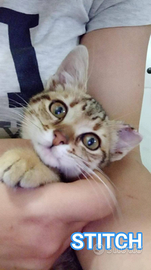 Stitch, recuperato dal motore di un'auto