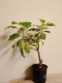 Phytolacca dioica