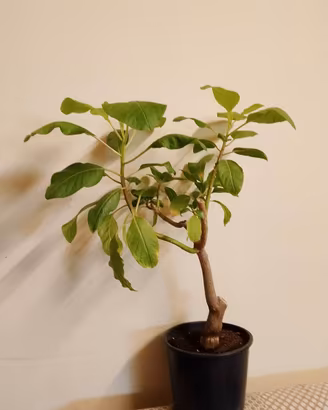 Phytolacca dioica