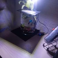 intera acquario come da foto con piante e betta