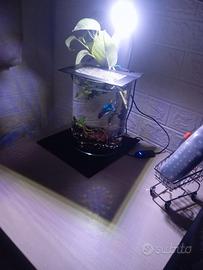 intera acquario come da foto con piante e betta