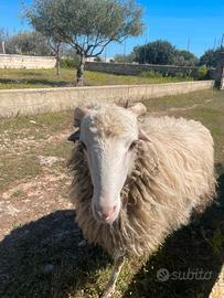 Agnellone