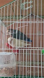 Coppia inseparabili