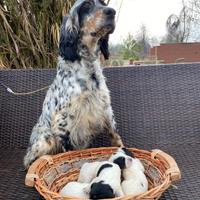 Cuccioli Setter Inglese