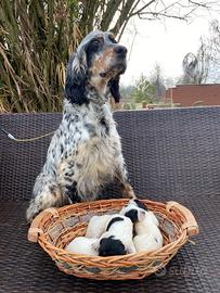 Cuccioli Setter Inglese