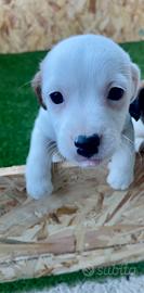 Jack rassell femmina 60 giorni