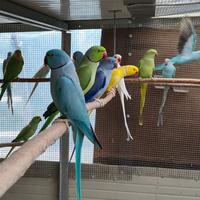 Pulli di parrocchetti dal collare