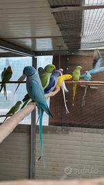 Pulli di parrocchetti dal collare