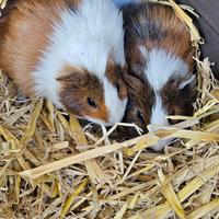 Porcellini d'india o cavie