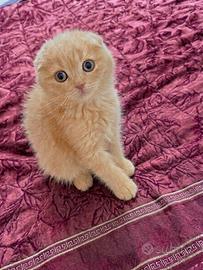 Scottish Fold