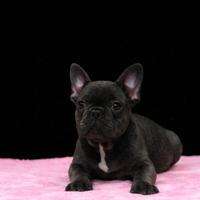 Cucciola di bouledogue francese