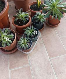 piante grasse 