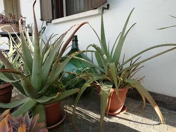 aloe vera