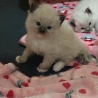 Cuccioli ragdoll