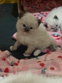 Cuccioli ragdoll