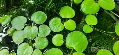 Limnobium laevigatum