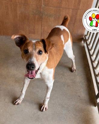 AMIAS piccolo mix di Jack Russel