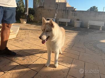 Siberiano Husky