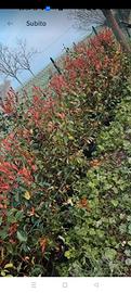 piante da siepe photinia