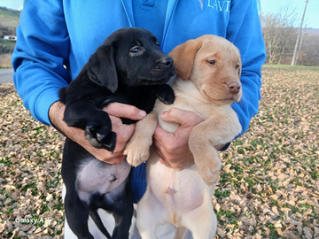 Cuccioli di labrador