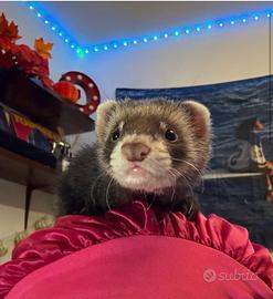 Dolcissima e simpatica furetta con mascherina 6 M