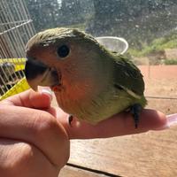 Inseparabile allevato a mano